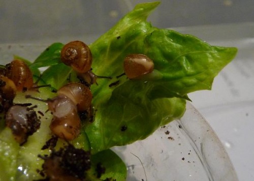 zwerge beim futtern.JPG