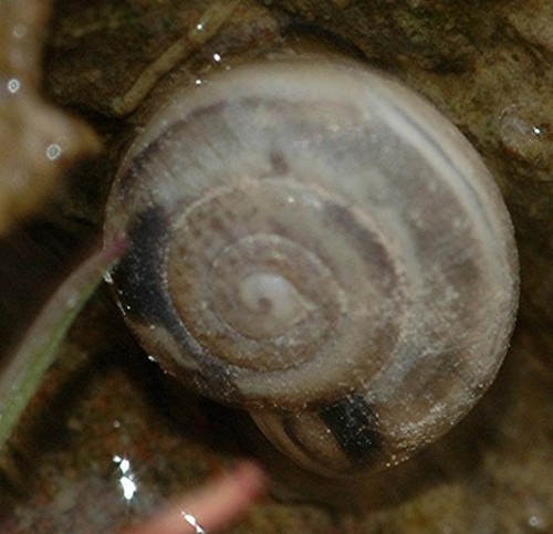 DSC_3586 Ausschnitt, Schärfe 85 %.JPG