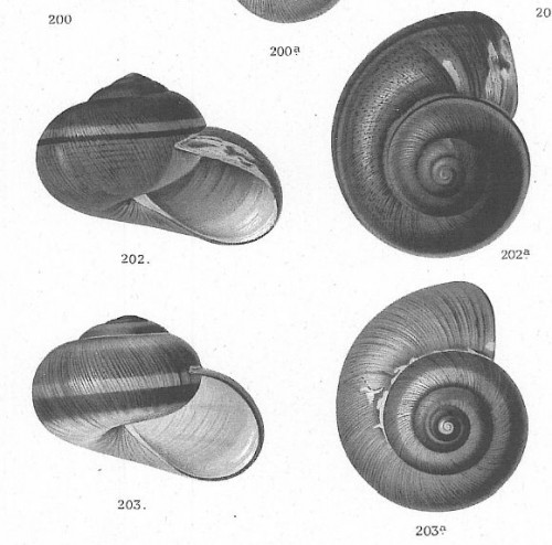 Hemiplecta_1899.jpg