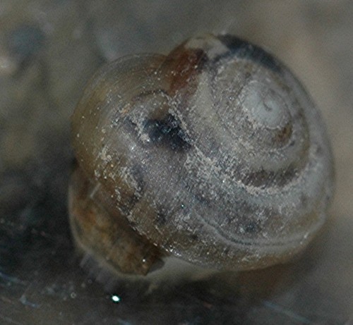 DSC_3589 Ausschnitt, Schärfe.jpg