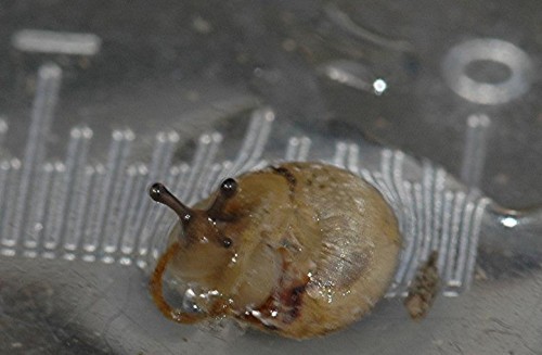 DSC_3602 Ausschnitt, Schärfe 70 %.JPG