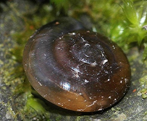 DSC_3610 Ausschnitt, Kontrast, Schärfe 75 %.JPG