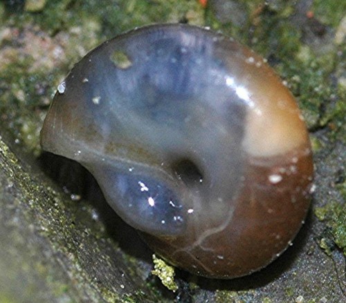 DSC_3619 Ausschnitt, Kontrast, Schärfe 79 %.JPG