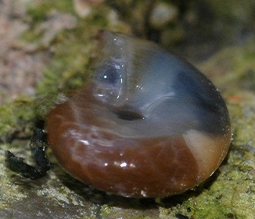 DSC_3620 Ausschnitt, Kontrast, Schärfe.jpg