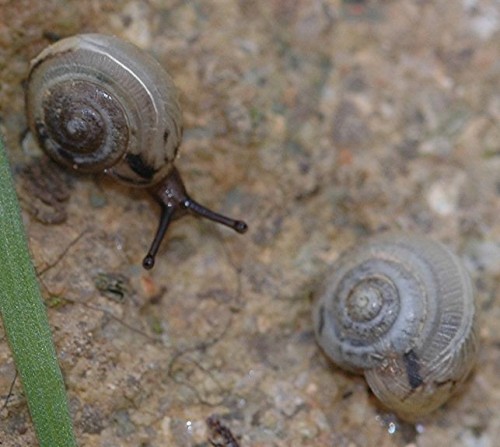 DSC_3643 Ausschnitt, Schärfe 65 %.JPG