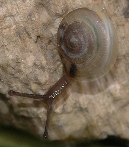 DSC_3652 Ausschnitt, Schärfe 70 %.JPG