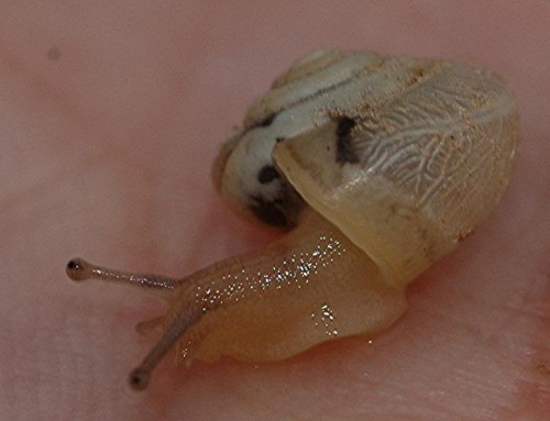 DSC_7041 Schnecke, Ausschnitt, Schärfe 80 %.JPG