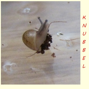 k.jpg