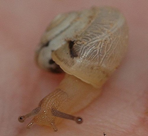 DSC_7042 Ausschnitt, Schärfe 90 %.JPG