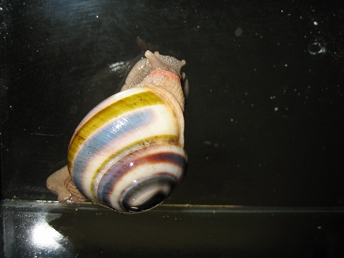Ariophantidae.jpg