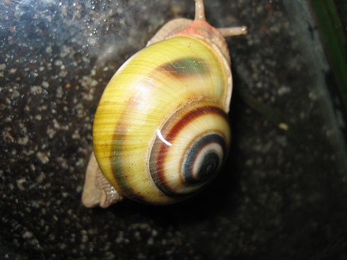 Ariophantidae1.jpg