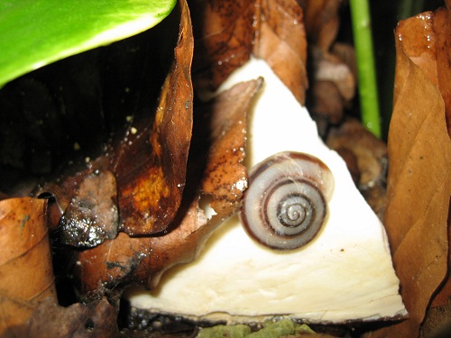 Pleurodonte josephinae.jpg