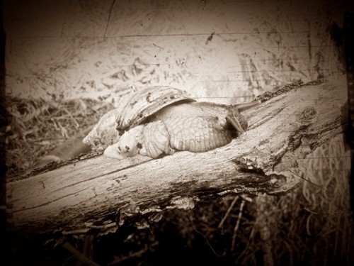 snail2IMG_2512.JPG