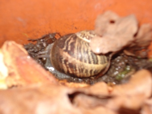 schnecke.JPG