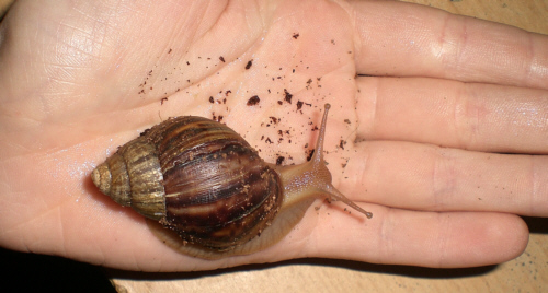 Schnecks1.jpg