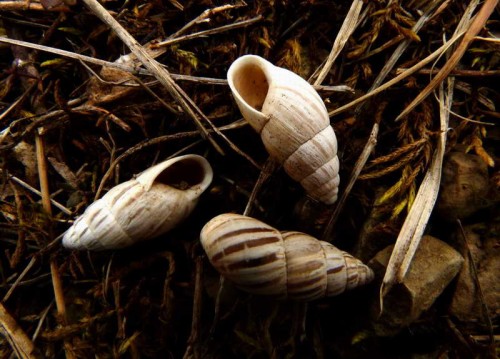 welcheSchnecke110416Oberelsbach_resize.jpg