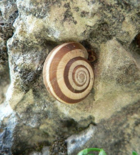 2011_04_20_heideschnecke_1.jpg