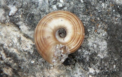 2011_04_20_heideschnecke_2.jpg