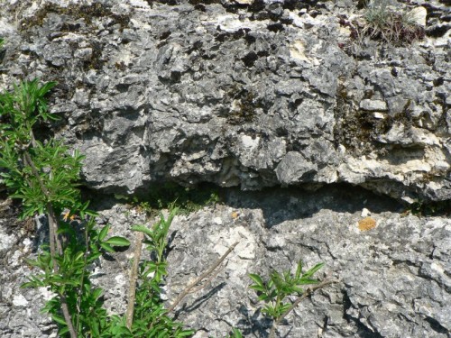 2011_04_20_heideschnecke_lr.jpg