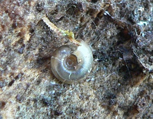 2011_04_20_diskussschnecke_u.jpg