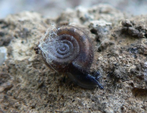 2011_04_09_haarschnecke.jpg