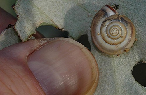 DSC_8788 Ausschnitt, Schärfe 39 %.JPG