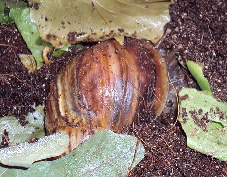 Fuli003.jpg