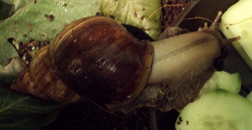 Fuli004.jpg