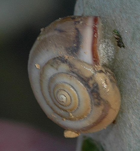 DSC_8789 Ausschnitt, Schärfe 73 %.JPG