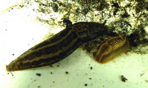 110504 Israelsdorf (05)_tn.jpg