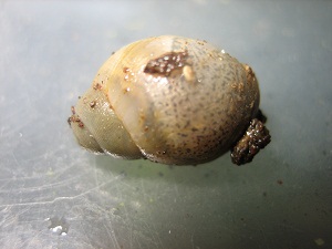 achatina baby.jpg