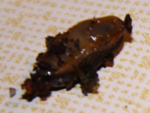 schwarze Schnecke Unterseite.jpg