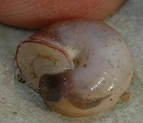 DSC_8790 Ausschnitt, Schärfe 80 %.JPG