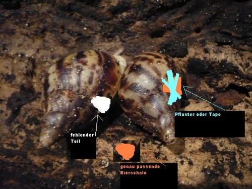 Pflesteranschaulich.JPG