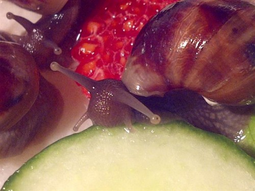 IMG-20110524-00195 (Small).jpg