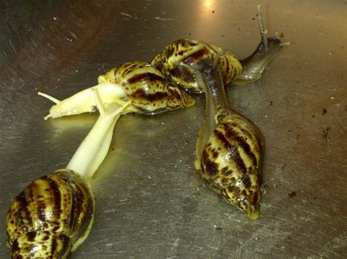 Ubbergen-20110528-00227 (Small).jpg