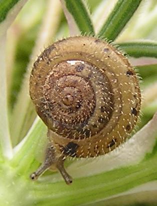 schnecke_gr.jpg