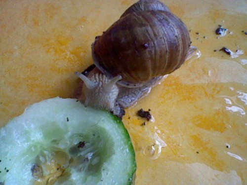 schnecken hoffe ich 080.JPG
