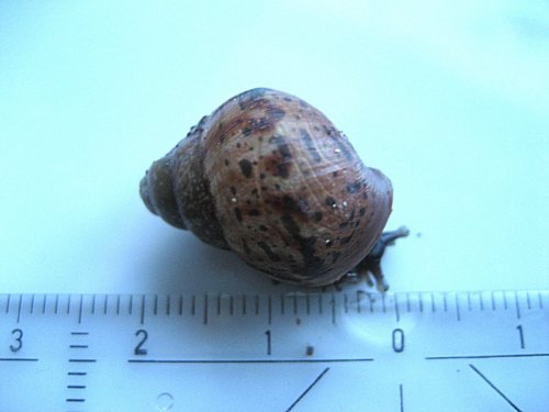 Julian baby 16.05.2010.jpg