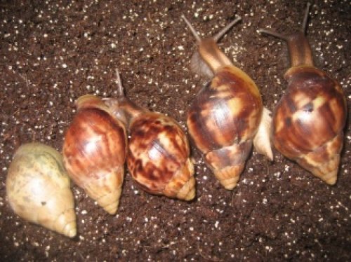 alle Fulibabys Juli 2010.jpg