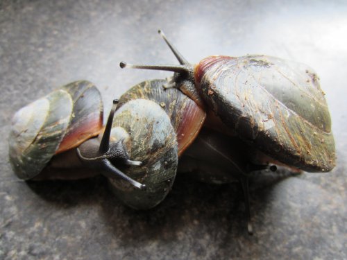 Pleurodonte-Haufen, 13.05.2011.jpg