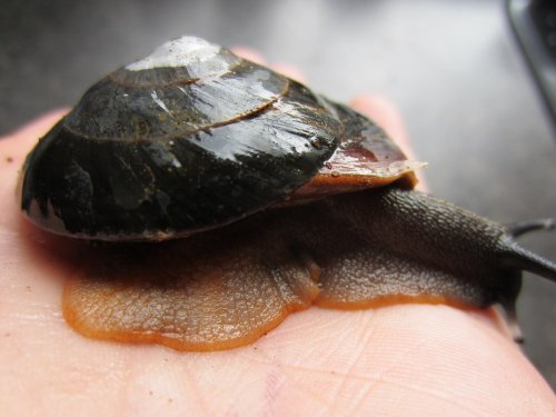 Orangene Füßchen,13.05.2011.jpg