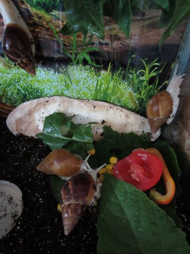 Vergleich VA und 2Monate jüngere kleinste WJ,28.05.2011.jpg