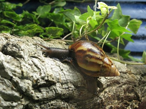 Achatina fulica wildfarben.jpg