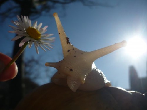 sonne.jpg