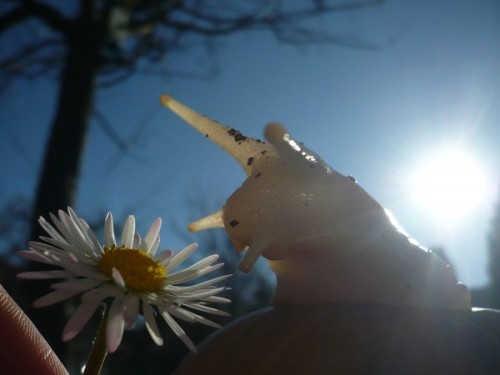 sonne 2.jpg