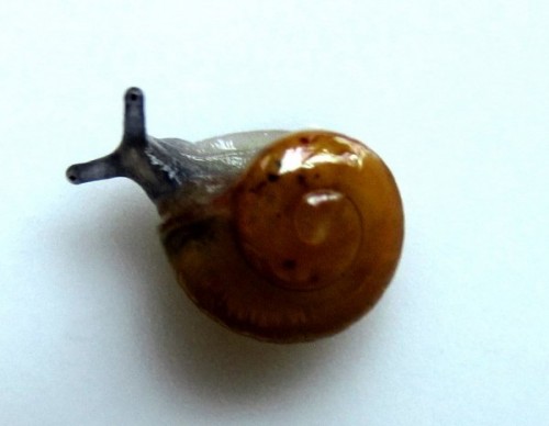 babyschnecks_003_geschn.jpg