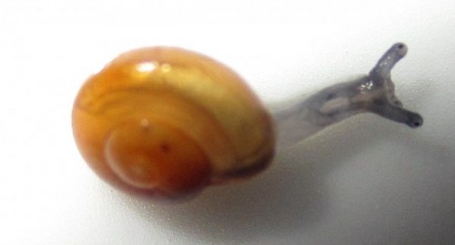 babyschnecks_009_geschn.jpg