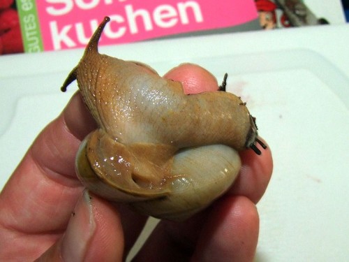 DSCF5215.jpg