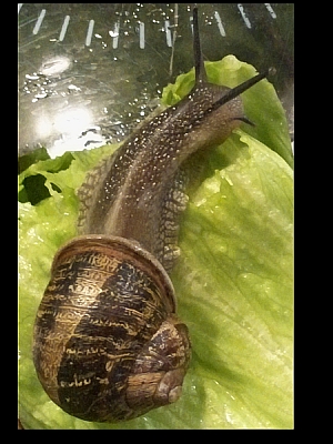 Schnecke2.jpg